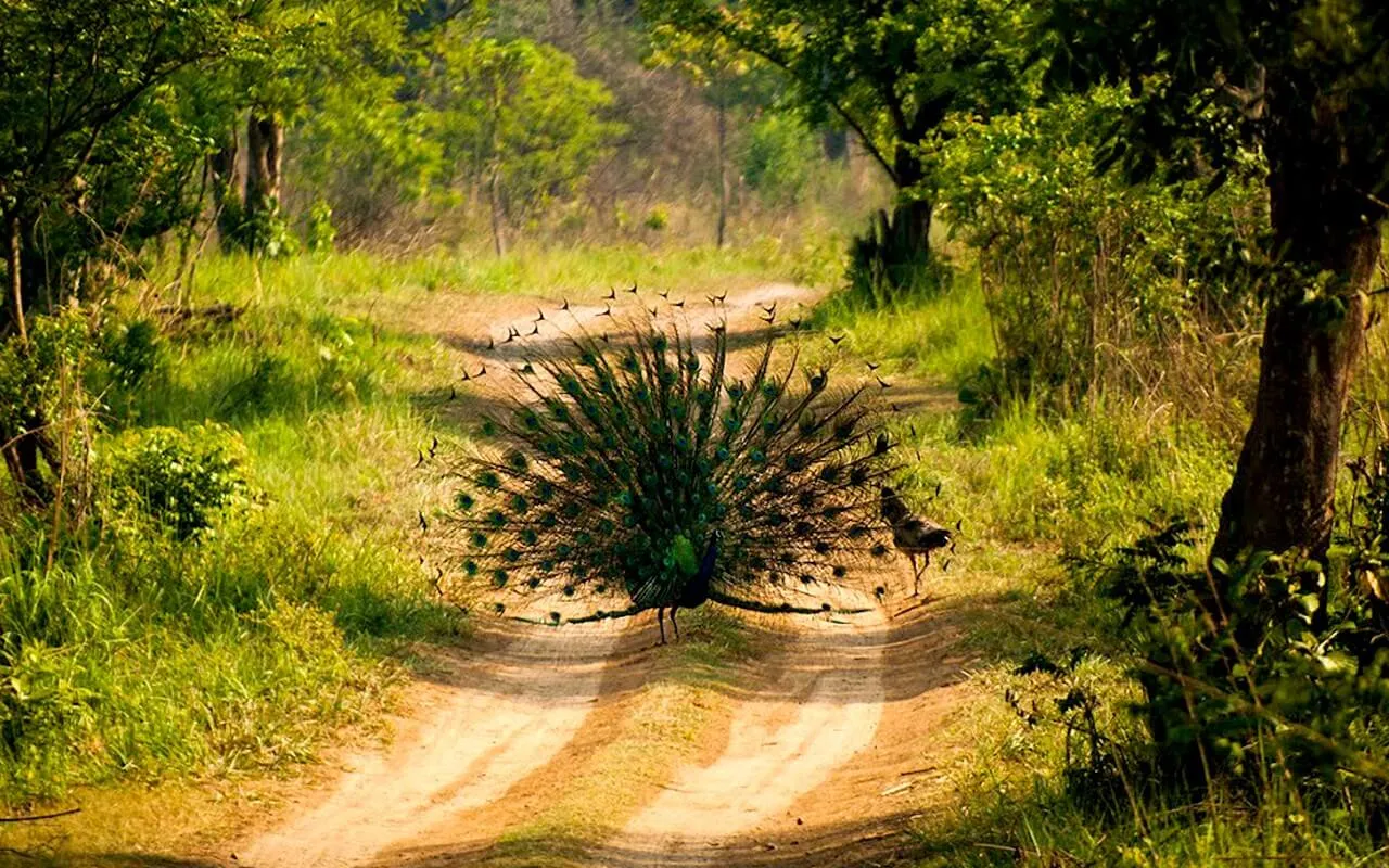 Delhi to Jim Corbett National Park outstation journey view - view 4