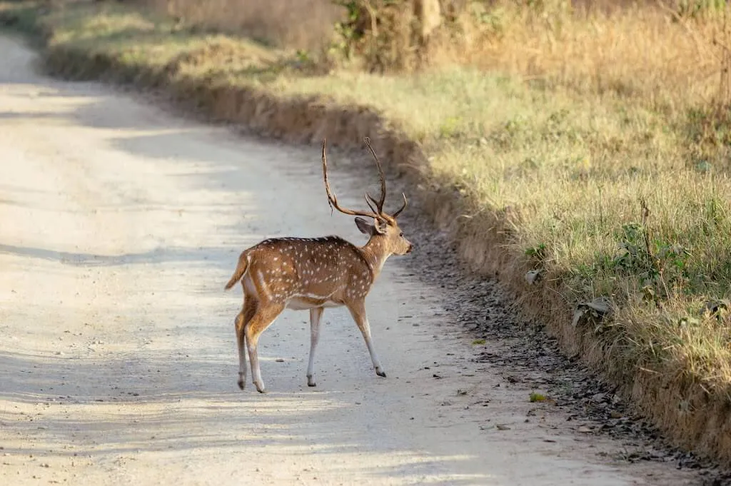 Delhi to Jim Corbett National Park outstation journey view - view 12