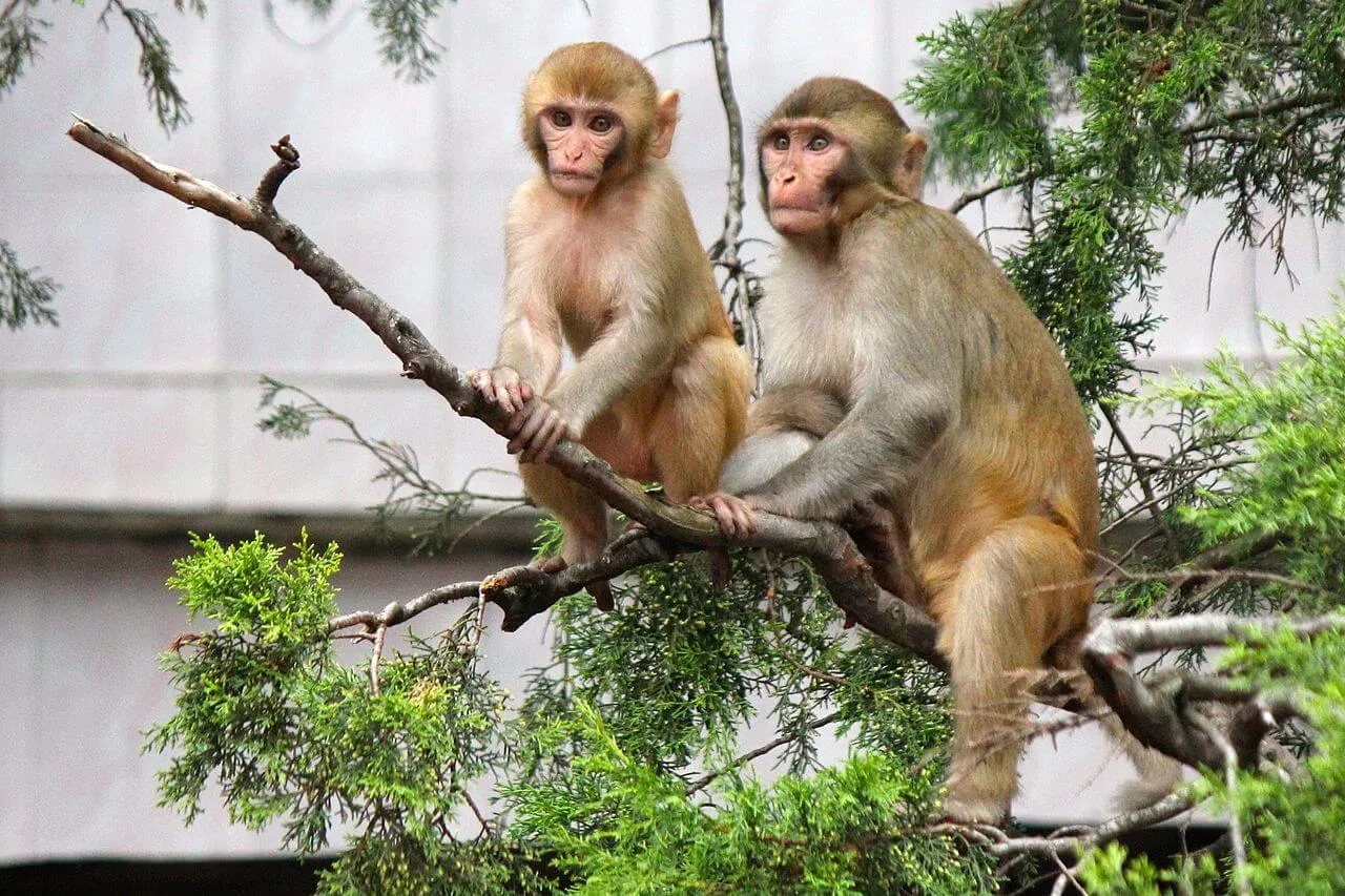 Delhi to Jim Corbett National Park outstation journey view - view 18
