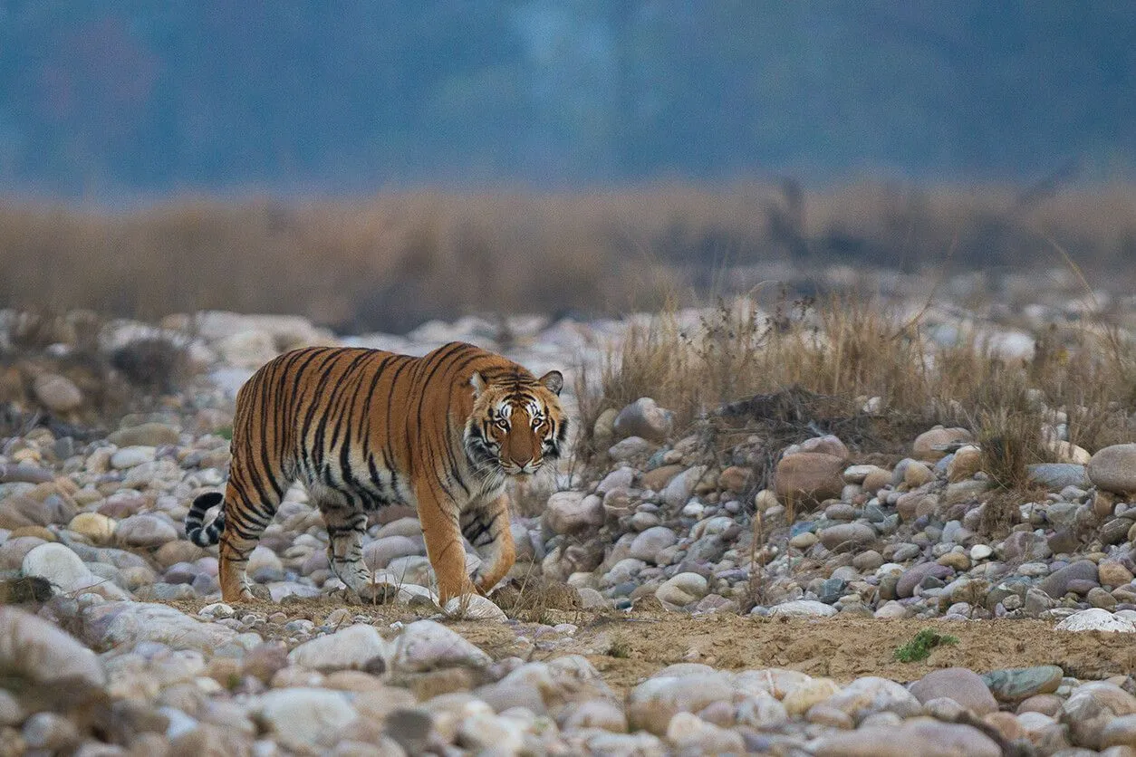 Delhi to Jim Corbett National Park outstation journey view - view 13