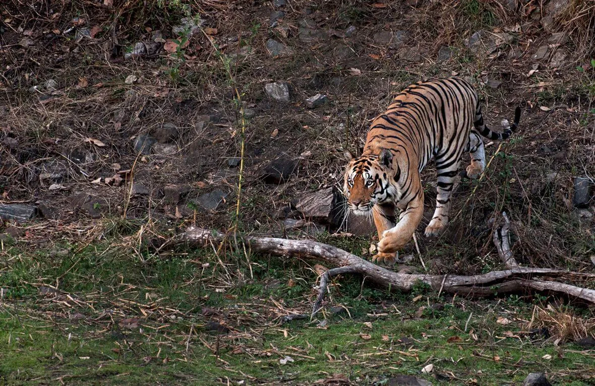 Delhi to Jim Corbett National Park outstation journey view - view 15