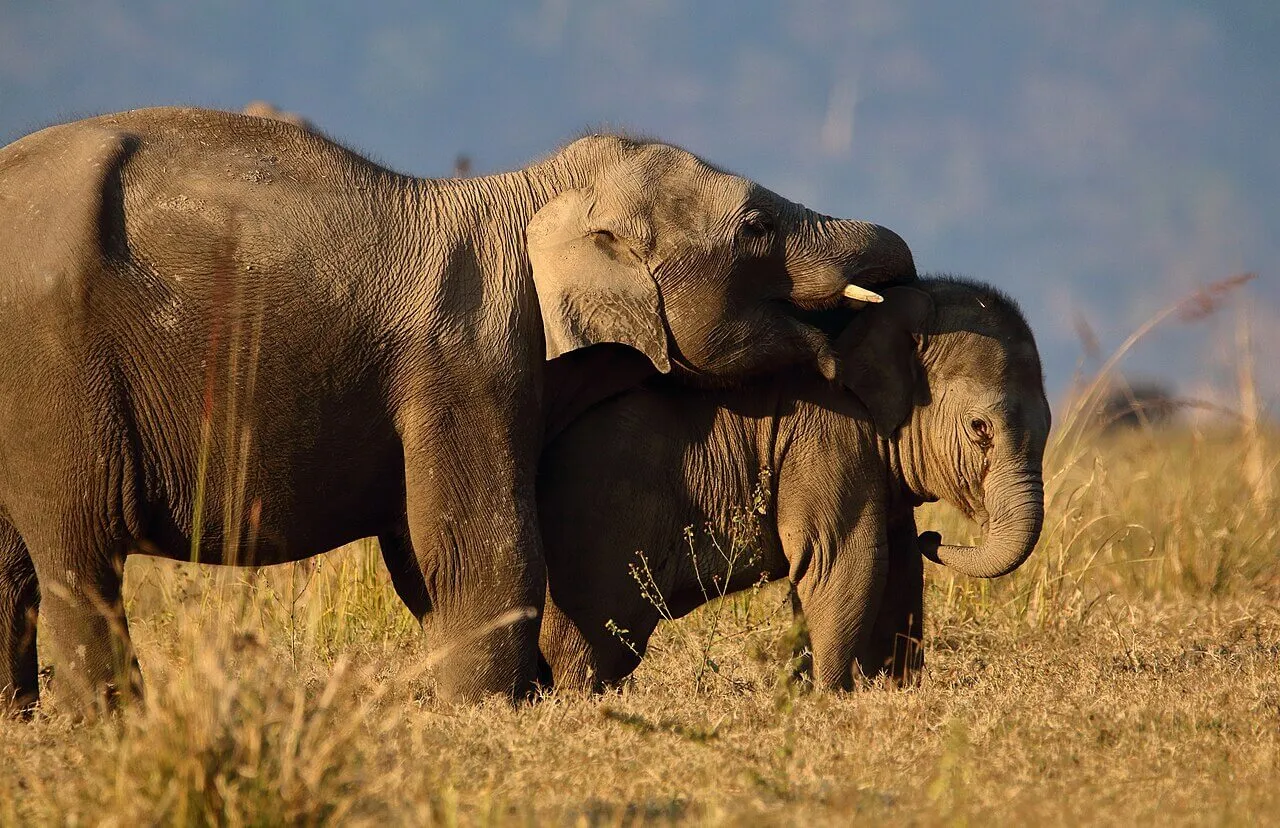 Delhi to Jim Corbett National Park outstation journey view - view 16